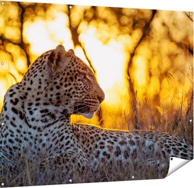 Gards Tuinposter Luipaard tijdens de Zonsondergang - 150x120 cm - Tuindoek - Tuindecoratie - Wanddecoratie buiten - Tuinschilderij