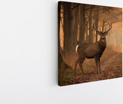 Saammp Canvas Schilderij - Hert bij een bospad - Natuur - Dieren - 20x20 - Foto op canvas - Wanddecoratie - Muurdecoratie Woonkamer - Slaapkamer decoratie - Canvas Print