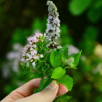 Sluis Garden - Groene Munt, Kruizemunt (Mentha spicata crispa) - 0,08 gram per zakje
