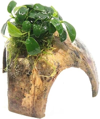 Moerings 3-gaats cocosnoot met anubias Waterplant