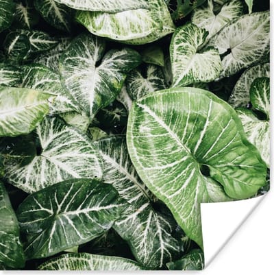 Poster Bladeren - Planten - Natuur - 100x100 cm XXL