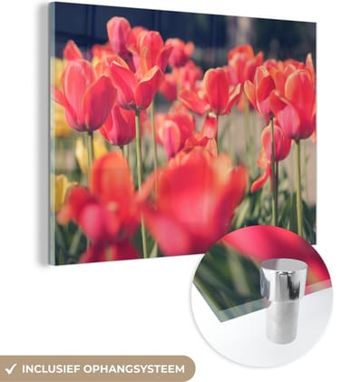 MuchoWow® Glasschilderij 40x30 cm - Schilderij acrylglas - Tulpen - Bloemen - Natuur - Foto op glas - Schilderijen