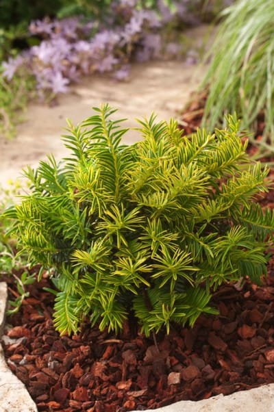 Plants Online - Haagplanten - Coniferen - Tuinplanten - Sier coniferen - Set van 1 - Taxus baccata 'Summergold' - 3 liter pot - Plant 30-40 cm