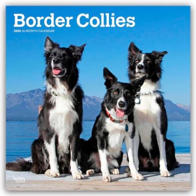 Border Collies 2026 - 16-Monatskalender - Browntrout Wandkalender - Browntrout Publishers
