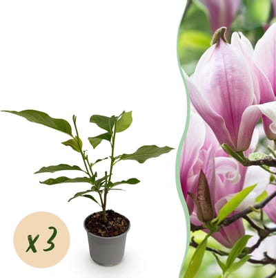 Green boutiQ - Tuinplant - Magnolia George Henry Kern - Bloem Roze - 3 Planten - Bladverliezend - Weinig Onderhoud - Pot 12cm Hoogte 30cm