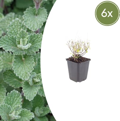 Tuinplantenshop.com | Calamintha n. nepeta | 6 stuks - Ø9cm - 10-25cm hoog - Tuinplant