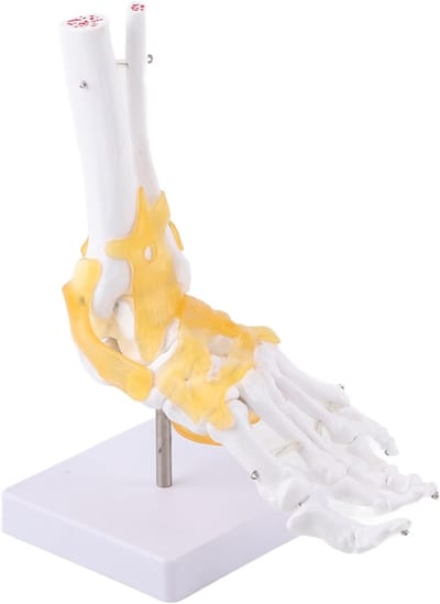Anatomisch Voetmodel voor Onderwijs - Volwassen Menselijk Skelet met Gewrichten en Ligamenten, 23x20x10 cm