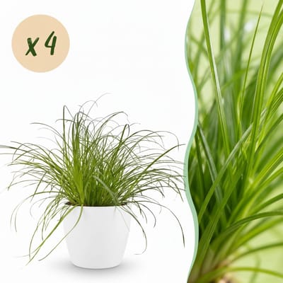 Green boutiQ - Kamerplant - Cyperus alternifolius Zumula - Kattengras - Huisdiervriendelijke Plant - Groen - 4 Planten - met Potter Wit - Pot 12cm - Hoogte 20cm