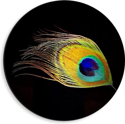 Dibond Wandcirkel - Veer van Pauw op Zwarte Achtergrond  - 40x40cm Foto op Aluminium Wandcirkel (met ophangsysteem)