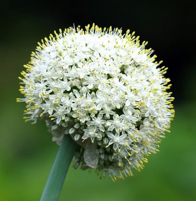 6x Allium hybrida 'Mount Everest' Pot 9x9cm - Prachtige witte bloemen voor in de tuin