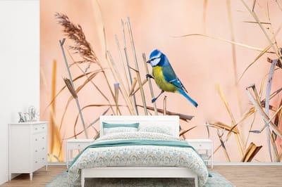Behang - Fotobehang Vogel - Pimpelmees - Riet - Breedte 360 cm x hoogte 240 cm