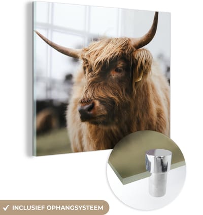 MuchoWow® Glasschilderij 50x50 cm - Schilderij acrylglas - Schotse Hooglander - Dieren - Horens - Foto op glas - Schilderijen