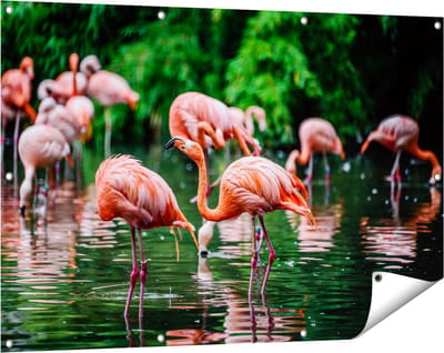 Gards Tuinposter Kudde Flamingo's in de Jungle in het Water - 120x80 cm - Tuindoek - Tuindecoratie - Wanddecoratie buiten - Tuinschilderij