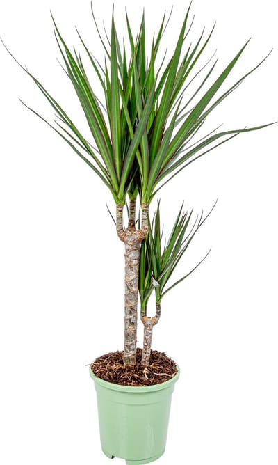 Bloomique - Dracaena Marginata - Drakenbloedboom - Kamerplanten - Luchtzuiverend - Zeer Gemakkelijk Te Verzorgen - Hoogte 60-80 cm - Pot 17 cm