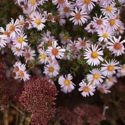 Bloomique - Set van 3 - Aster Apollo - Herfstaster - Tuinplanten - Rijkbloeiend - Winterhard - Vaste plant - Bodembedekker - 10-20 cm hoog - Pot 9 cm