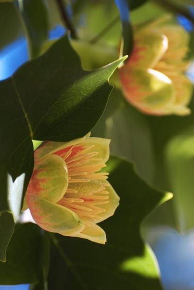 Plants Online - Tuinplanten - Bomen - Set van 1 - Liriodendron tulipifera - 5 liter pot - Plant 100-125 cm