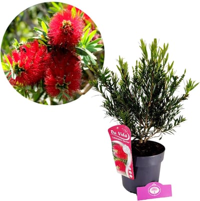 Callistemon masotti 'Mini Red', Lampepoetser, 3 liter pot