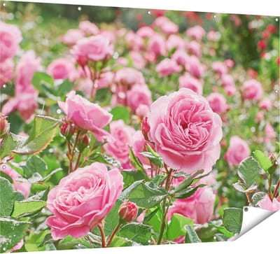 Gards Tuinposter Roze Rozen Bloemenveld - 160x120 cm - Tuindoek - Tuindecoratie - Wanddecoratie buiten - Tuinschilderij
