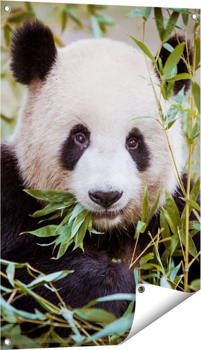 Gards Tuinposter Panda Eet Planten - 60x90 cm - Tuindoek - Tuindecoratie - Wanddecoratie buiten - Tuinschilderij