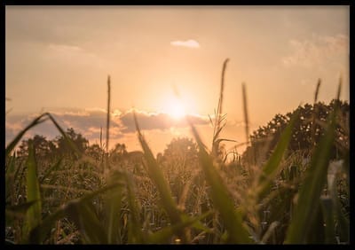 Poster Zonsondergang Maisveld - 50x70 cm - Natuur Poster - WALLLL