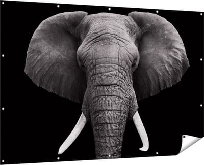 Gards Tuinposter Olifantenkop - Olifant - Zwart Wit - 180x120 cm - Tuindoek - Tuindecoratie - Wanddecoratie buiten - Tuinschilderij