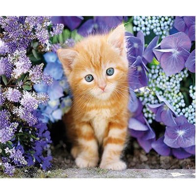 5D DIY diamant borduurwerk kittens in bloemen schilderij familie woondecoratie 20X30CM beige