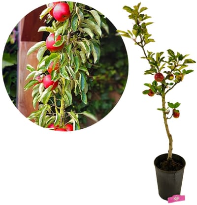 Malus domestica Ballerina 'Flamenco' zuilappelboom, Kneusje, 7 liter pot