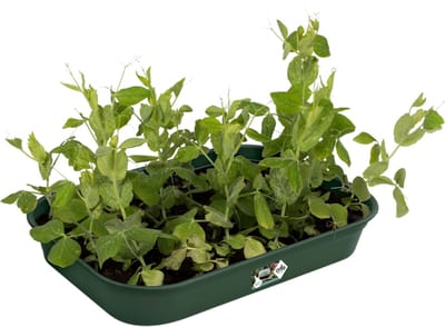 Elho Green Basics Kweektray 36 - Binnen en Buiten - Kweken en Oogsten - Ø 36.0 x H 6.3 cm - Blad groen