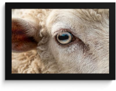 Poster in lijst - Fotolijst 30x20 cm - Posters - Schaap - Oog - Wit - Posterlijst zwart - Decoratie - Wanddecoratie woonkamer - Muurdecoratie slaapkamer