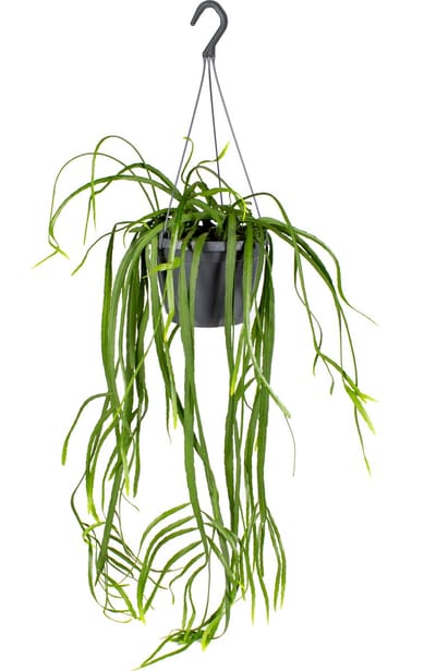 Bloomique - Lepismium Bolivianum - Kamerplanten - Hangplanten - Zeer Gemakkelijk te verzorgen - Hoogte 20-30 cm - Hangpot 17 cm
