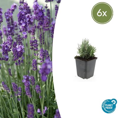 Tuinplantenshop.com | Lavandula ang. 'Dwarf Blue' | 6 stuks - Ø9cm - 10-25cm hoog - Tuinplant