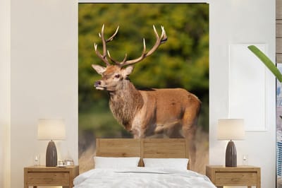 Behang - Fotobehang Dieren - Hert - Gewei - Bosdieren - Natuur - Breedte 170 cm x hoogte 260 cm