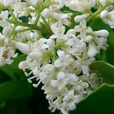 Ligustrum Japonicum - Liguster 60-80 cm in pot