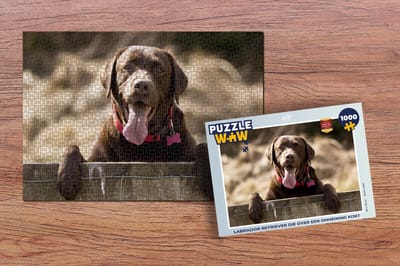 Puzzel Labrador Retriever die over een omheining kijkt - Legpuzzel - Puzzel 1000 stukjes volwassenen