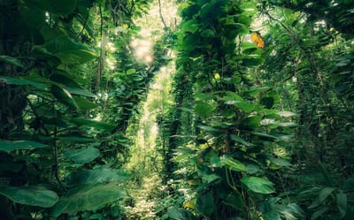 Fotobehang - Green Leaves 450x280cm - Vliesbehang
