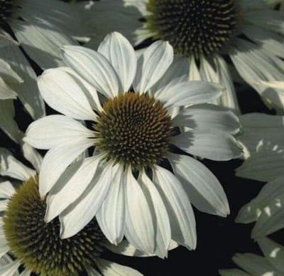 Echinacea Zaden - Bloemzaden - Tuinieren - Gemakkelijk Groeiend - 15 Stuks - Wit