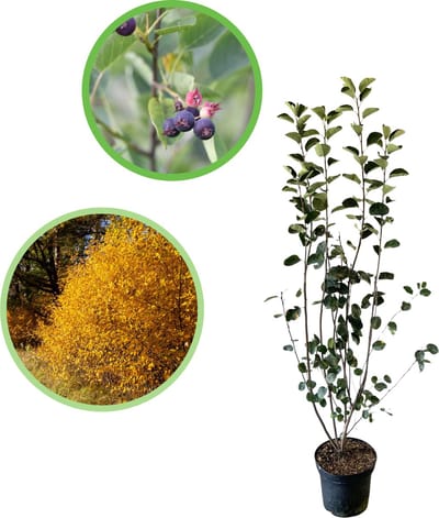 Dwerg krentenboompje 100-125 cm (in pot) - Amelanchier spicata - Ø26 cm - witte bloesem - eetbare bessen - prachtige herfsverkleuring