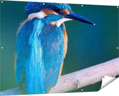 Gards Tuinposter Blauwe IJsvogel op een Tak - 150x100 cm - Tuindoek - Tuindecoratie - Wanddecoratie buiten - Tuinschilderij