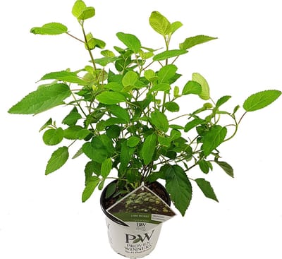 Tuinplanten - Buitenplanten - Winterhard - Hortensia - Hydrangea paniculata Little lime - Wit - Groen - Roze - Rood - Planthoogte 30-40 cm - Potmaat P23