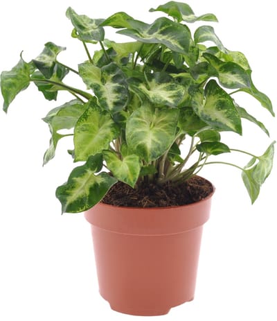 Syngonium | Pixie | 30cm