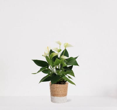 Anthurium Wit in siermand Amber wit – bloeiende kamerplant – flamingoplant – 40-50cm - Ø13 – geleverd met plantenpot – vers uit de kwekerij