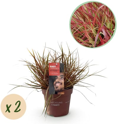 Green boutiQ - Siergrassen - Uncinia rubra Everflame - Rood - 2 Planten - Bladhoudend - Weinig Onderhoud - Pot 17cm Hoogte 50cm