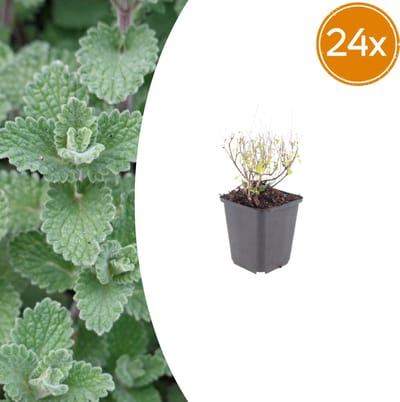 Tuinplantenshop.com | Calamintha n. nepeta | 24 stuks - Ø9cm - 10-25cm hoog - Tuinplant