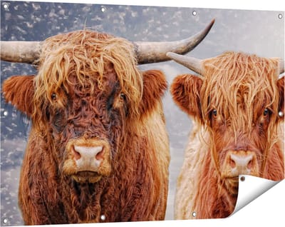 Gards Tuinposter Schotse Hooglander Koppel - Man en Vrouw - 120x80 cm - Tuindoek - Tuindecoratie - Wanddecoratie buiten - Tuinschilderij
