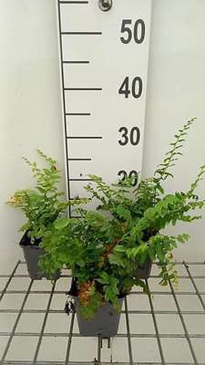 6x Christvarenm - Polystichum acrostichoides | 9x9 cm pot