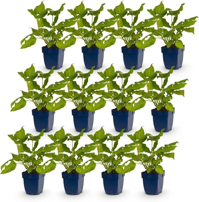 Green boutiQ - Vasteplant - Persicaria amplexicaulis - Duizendknoop - Bijen en Vlinderlokkers - Rood - 12 Planten - Pot 11cm - Hoogte 15-25cm
