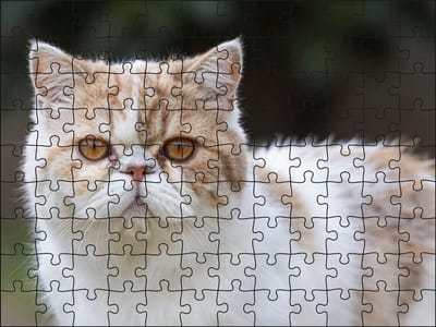 Puzzel Persische Kat | 120 stukjes | Dierenpuzzel | Kattenpuzzel