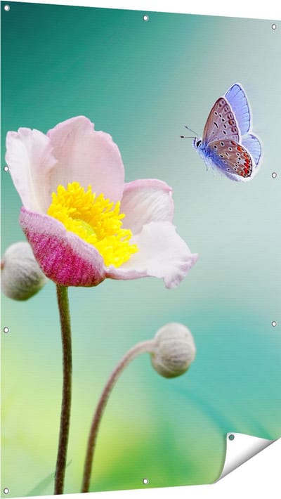 Gards Tuinposter Roze Anemoon Bloem met een Blauwe Vlinder - 100x150 cm - Tuindoek - Tuindecoratie - Wanddecoratie buiten - Tuinschilderij
