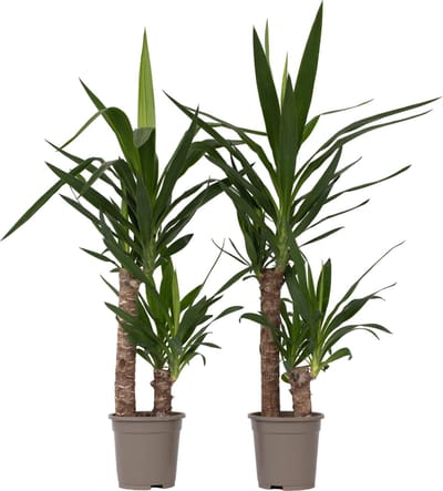 Plant in a Box - Yucca Elephantipes - Set van 2 - Stevige kamerpalm - Gemakkelijke kamerplant - Pot 17cm - Hoogte 70-80cm
