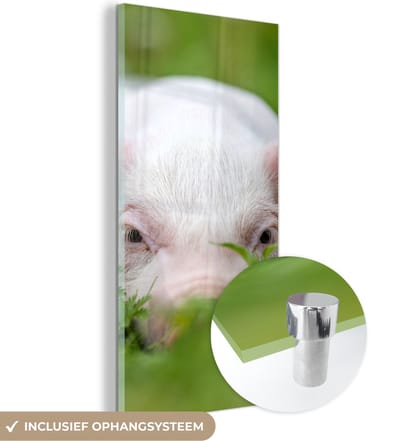MuchoWow® Glasschilderij 20x40 cm - Schilderij acrylglas - Varken - Dieren - Big - Foto op glas - Schilderijen